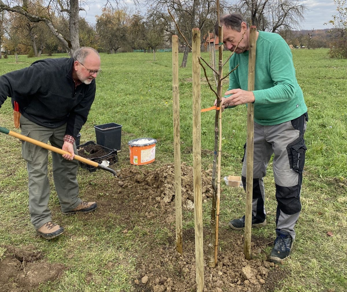 Solseit 2025 Pflanzung Jungbaum